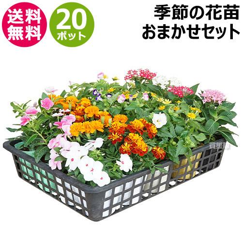 （P8倍）（クーポン4枚で合計4000円OFF）季節の花苗 おまかせセット 20ポット 1187 h...