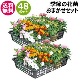 季節の花苗 おまかせセット 48ポット 1187 hananae-34｜truetools