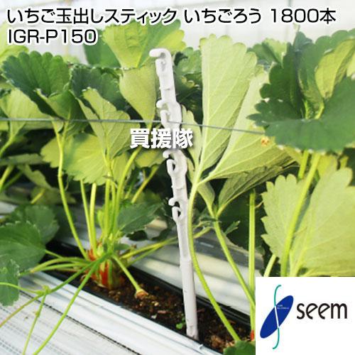 シーム いちご玉出しスティック いちごろう 1800本 IGR-P150