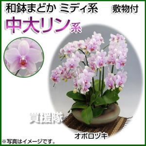 和鉢まどか 胡蝶蘭 ミディ系 中大リン系 オボロヅキ 大 おぼろづき オボロヅキ