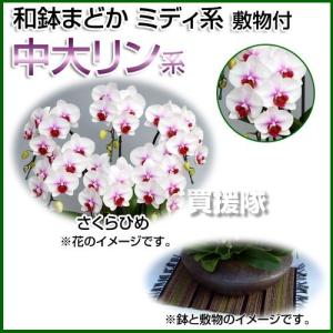 和鉢まどか 胡蝶蘭 ミディ系 中大リン系 さくらひめ 大 さくらひめ