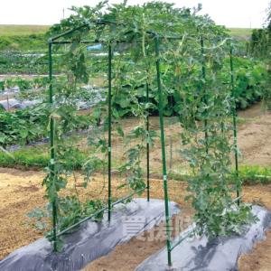 DAIM daim 緑のカーテン 立掛けタイプ グリーンカーテン 日よけ 日除け