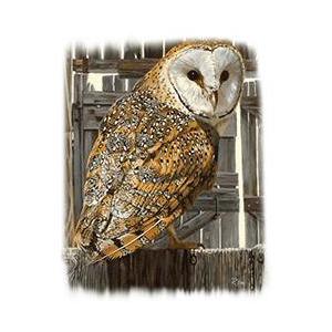 鳥 フクロウ 梟 OWL メンフクロウ (０１−D) 猛禽類 トートバッグ エコバッグ マイバッグかわいい おしゃれ レディース メンズ 男女兼用 a4 大きめ キャンバス