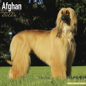 犬アフガンハウンド 本 雑誌 コミック の商品一覧 通販 Yahoo ショッピング