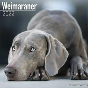 ワイマラナー 犬 カレンダー の商品一覧 その他趣味 関連グッズ 本 雑誌 コミック 通販 Yahoo ショッピング