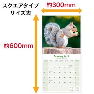 リス りす カレンダー 2027年 月めくり ...の詳細画像3