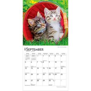 【送料無料】 キトン 子猫 カレンダー ミニサ...の詳細画像2