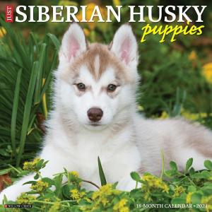 シベリアンハスキー パピーカレンダー 22年 令和4年 動物 犬種カレンダー 犬 ドッグ 壁掛け 月めくり 輸入 かわいい 中綴じ Willow Creek Press 最安値 価格比較 Yahoo ショッピング 口コミ 評判からも探せる