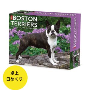 ボストンテリア 卓上 日めくり Box カレンダー 卓上カレンダー 23年 令和5年 暦 犬 ドッグ Dog 動物 ペットカレンダー 犬種別 カレンダー 23w210 犬と動物 トラストワンポイント 通販 Yahoo ショッピング