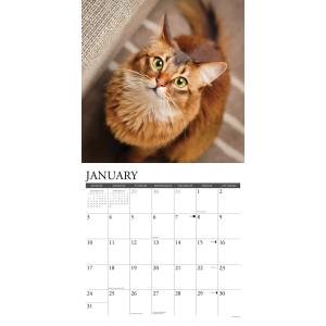 キャット カレンダー 2027年 月めくり 壁...の詳細画像2