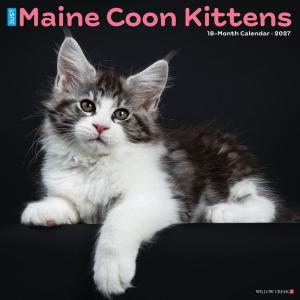 メインクーン キトン カレンダー 2027年 月めくり 壁掛け 令和9年 キャット 仔猫 猫 ネコ ねこ cat WILLOW CLEEK プレゼント クリスマス トラストワンポイント