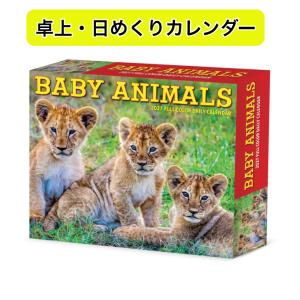 ベビーアニマル 動物の赤ちゃん カレンダー 2027年 日めくり 卓上 BOX令和9年 輸入 WILLOW CLEEK プレゼント ギフト 誕生日 クリスマス トラストワンポイント