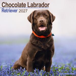 ラブラドールレトリーバー チョコラブ カレンダー 2027年 レトリバー壁掛け 月めくり 令和9年 Avonside プレゼント クリスマス 誕生日 トラストワンポイント