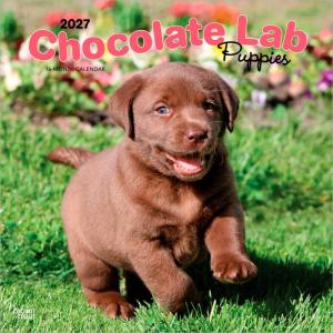 ラブラドールレトリーバー パピー チョコレート カレンダー 2027年 月めくり 壁掛け 令和9年 犬 輸入 brown trout プレゼント クリスマス トラストワンポイント