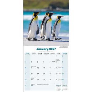 ペンギン カレンダー 2027年 月めくり 壁...の詳細画像2