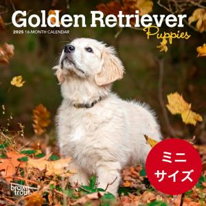 【送料無料】ゴールデンレトリバー パピー【ミニサイズ/壁掛け】 カレンダー 2024年 令和6年 動物 暦 レトリーバー 動物 ペットカレンダー 犬 いぬ 輸入