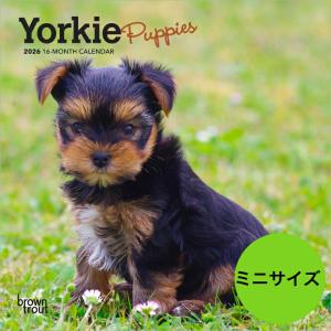 ★【送料無料】カレンダー ヨークシャーテリア パピー ヨーキー【ミニサイズ/壁掛け】 2026年 令和8年 いぬ ブラウントラウト スクエアタイプ