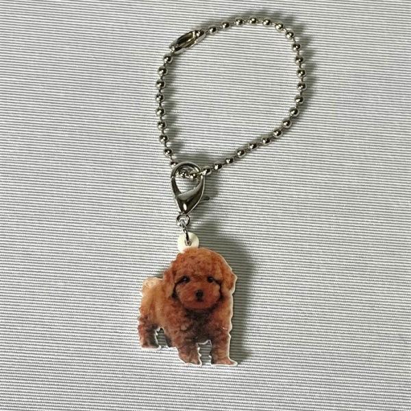 プードルアプリコット プードルグッズ バッグチェーン マスクチャーム アクリル 犬 いぬ イヌ do...