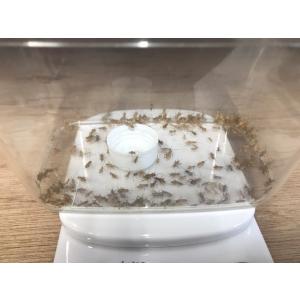 生き餌 コオロギ Sの商品一覧 通販 Yahoo ショッピング