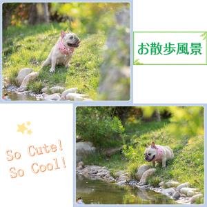 ペット 犬 猫 クールネック 保冷剤付き 夏 ...の詳細画像2