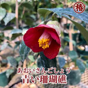 椿の専門店 椿園 ヤフー店 - Yahoo!ショッピング