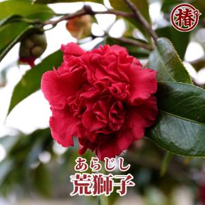 椿 荒獅子・あらじし 15cmポット（5号鉢）挿木苗【つばき ツバキ 苗木 常緑 花木 ユキツバキ お茶花 茶席 茶道 庭木 鉢植え 園芸 初心者】