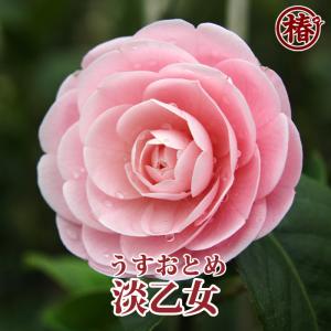 大株！本白玉（白玉）5寸ポット植え ：椿（ツバキ） : 日本花卉