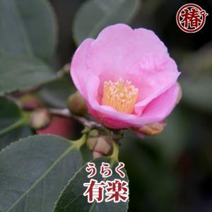 potさん確認用　タイサンボク　リトルジェム potさん確認用 タイサンボク リトルジェム potさん確認用 タイサンボク