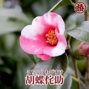 椿 一子侘助・いちこわびすけ 15cmポット（5号鉢）挿木苗【つばき