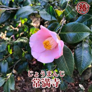 椿 月兎・つきうさぎ 15cmポット（5号鉢）挿木苗【つばき ツバキ 苗木