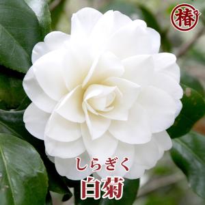 椿 苗 花芙蓉（はなふよう） 接木 白鉢植え 開花 2〜4月頃 : 苗木部 花