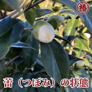 椿 白西王母・しろせいおうぼ 15cmポット(...の詳細画像3