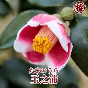 椿 玉之浦・たまのうら 15cmポット（5号鉢）挿木苗【つばき 苗木 常緑 花木 お茶花 茶席 茶道 庭木 鉢植え 園芸 初心者】｜椿の専門店 椿園 ヤフー店