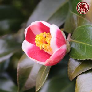 椿 玉之浦・たまのうら 15cmポット(5号鉢...の詳細画像4