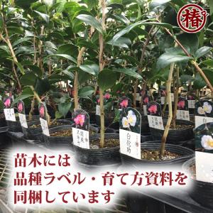 椿 玉之浦・たまのうら 15cmポット(5号鉢...の詳細画像5