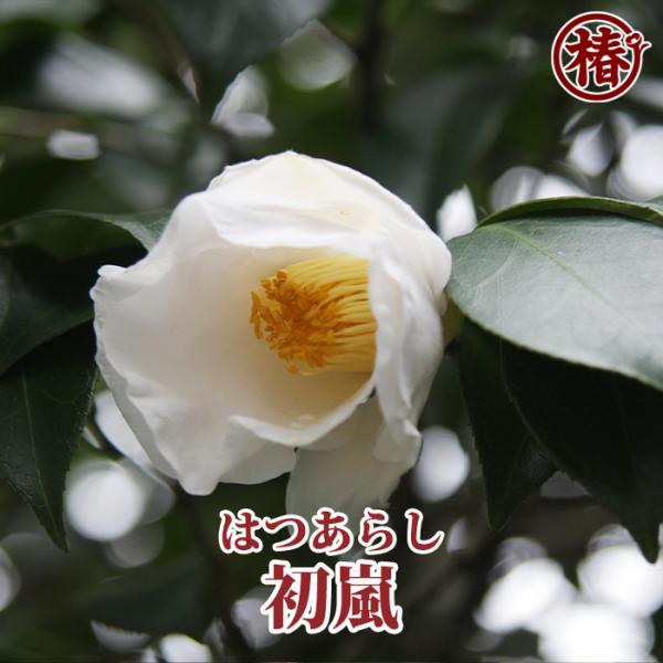 椿 初嵐・はつあらし 15cmポット（5号鉢）挿木苗【つばき 苗木 常緑 花木 お茶花 茶席 茶道 ...