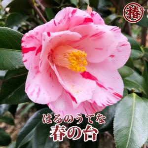 椿 秋の山・あきのやま 15cmポット（5号鉢）挿木苗【つばき 苗木 常緑