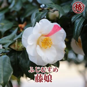 椿 白玉・しらたま 15cmポット（5号鉢）挿木苗【つばき 苗木 常緑 花木