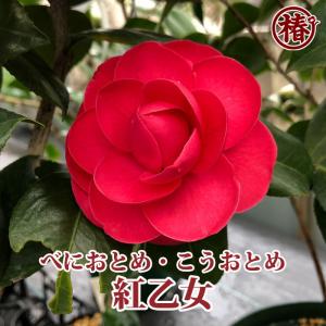 椿 苗 花芙蓉（はなふよう） 接木 白鉢植え 開花 2〜4月頃 : 苗木部 花