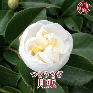 本白玉（白玉）：椿（ツバキ） 3寸ポット苗 : 日本花卉ガーデン