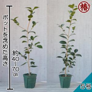椿 月兎・つきうさぎ 15cmポット(5号鉢)...の詳細画像1
