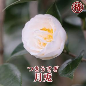 椿 月兎・つきうさぎ 15cmポット(5号鉢)...の詳細画像2