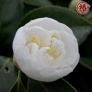 椿 月兎・つきうさぎ 15cmポット(5号鉢)...の詳細画像5