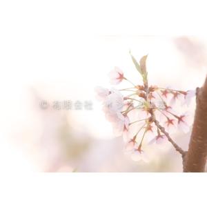 弘前公園の桜のポストカードNO.10｜tsugaru-ishioka