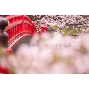 弘前公園の桜のポストカードNo.12｜tsugaru-ishioka