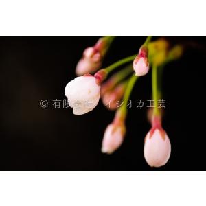弘前公園の桜のポストカードNo.2｜tsugaru-ishioka