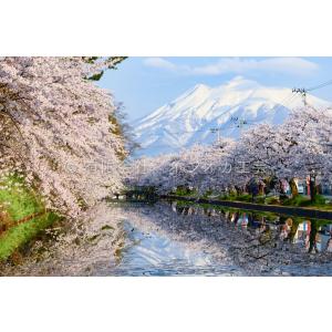 弘前公園の桜のポストカードNo.20｜tsugaru-ishioka