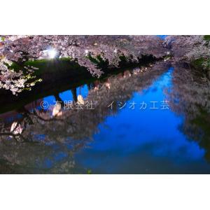 弘前公園の桜のポストカードNo.6｜tsugaru-ishioka