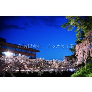 弘前公園の桜のポストカードNo.7｜tsugaru-ishioka