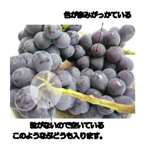 【9月中旬頃よりご注文順に順次発送予定】岡山県...の詳細画像1